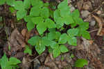 Sharplobe hepatica